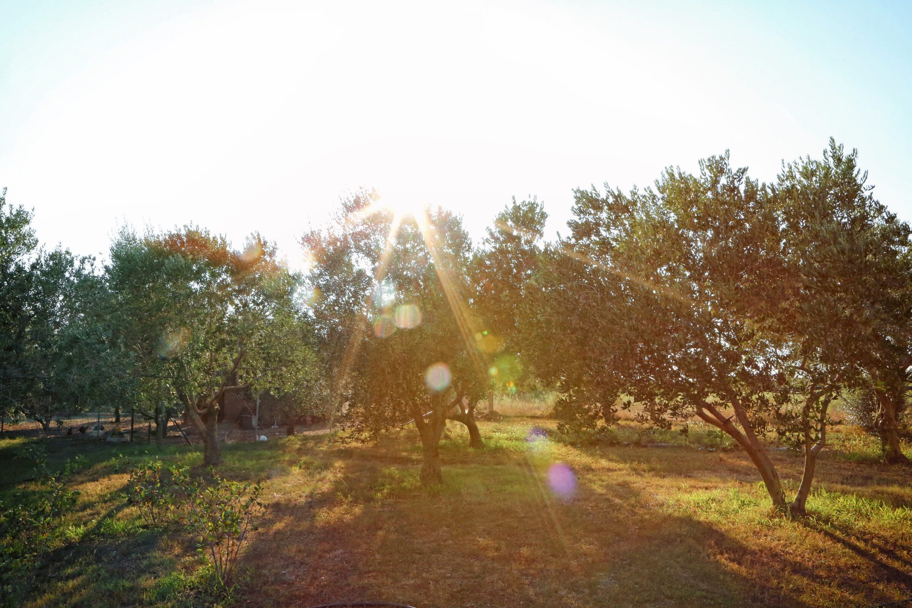 Golden hour among the olive trees