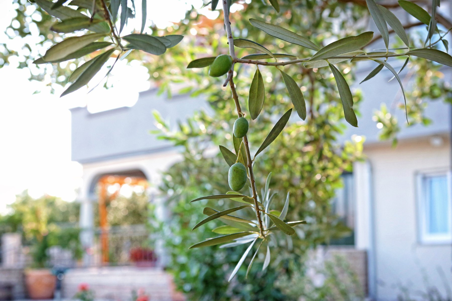 The property's own olive grove